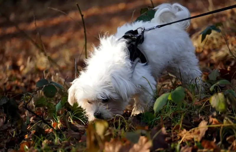 m altese hond aangelijnd en harnas snuffelend aan de grond