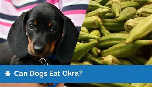 Köpekler Bamya Yiyebilir mi? Bamya Köpekler İçin Güvenli mi?