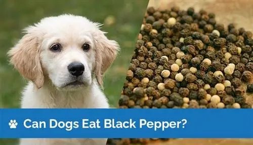 Kunnen honden zwarte peper eten? Is zwarte peper veilig voor honden?