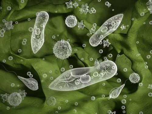 Protozoa-infusoria_3d_man_shutterstock