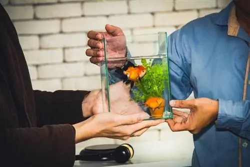 Comment élever des poissons d'aquarium à des fins lucratives : les 3 meilleurs conseils & Comment les vendre