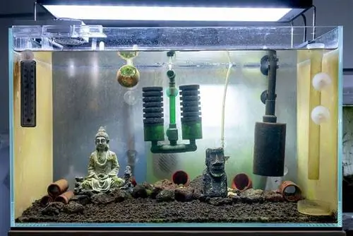 የ aquarium ታንክ ከስፖንጅ ማጣሪያ ጋር