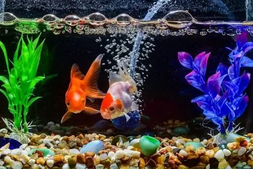 Goldfish-aquarium_chaikom_shutterstock