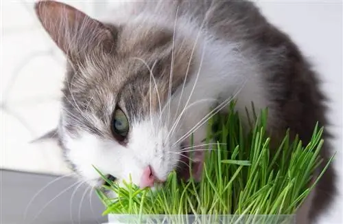 chat qui mange de l'herbe à chat