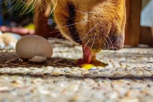 Hund leckt rohes Ei