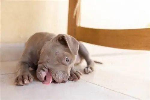 Warum leckt mein Hund den Boden? 4 Gründe für dieses Verh alten