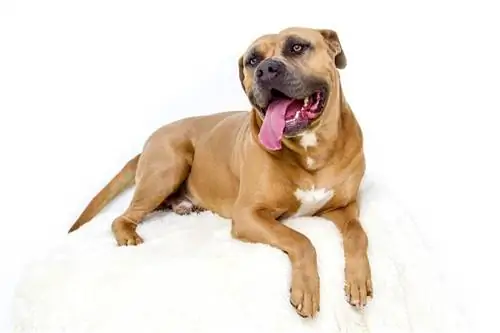 chien pitbull allongé sur un tapis blanc