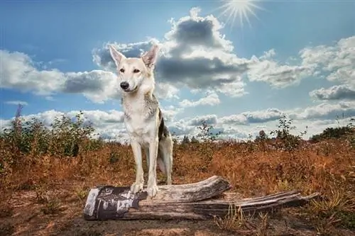 mongrel dog nyob rau hauv lub countryside