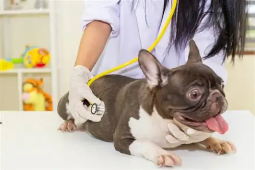 veterinær sjekker fransk bulldog