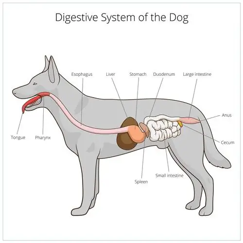 minh họa hệ thống tiêu hóa của chó