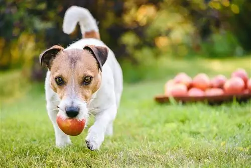 con chó với quả táo