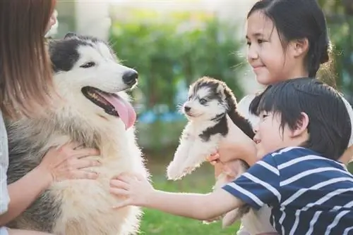 Huskies İyi Aile Köpekleri midir? Dikkate Alınması Gereken 6 Şey