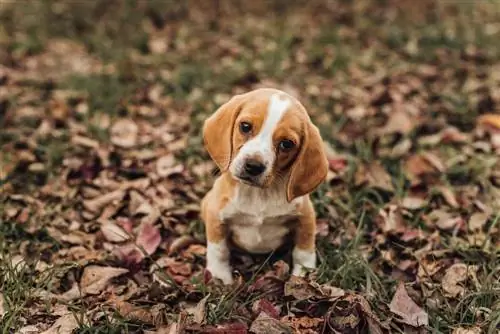 Limon Beagle kuchukcha