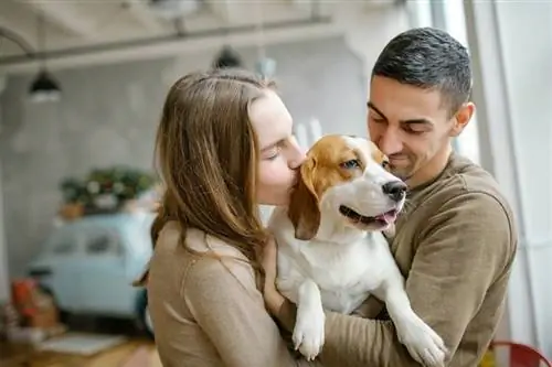 Sind Beagles gute Familienhunde? Ausbildungsfähigkeit, Pflege & Lebenserwartung