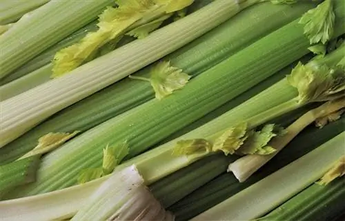 Maaari bang Kumain ng Celery ang Mga Pusa? Sinuri ng Vet Mga Katotohanan & FAQ