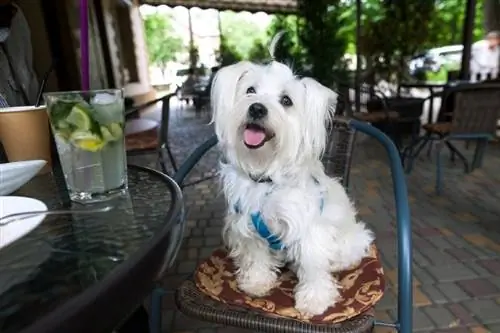 Anjing putih berbulu yang lucu di kafe