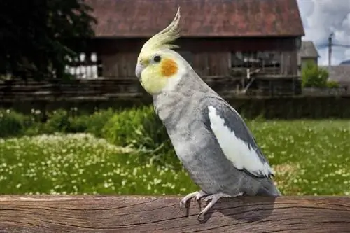 Mavi-cockatiel_CapturePB_Shutterstock-un yaxından görünüşü