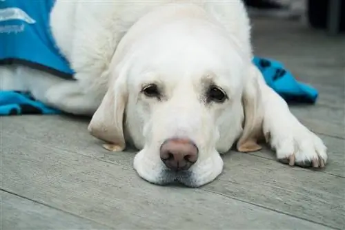 labradorec žalosten