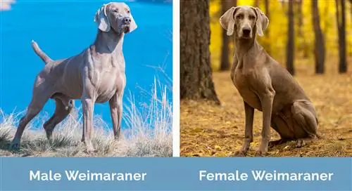 Mann vs Kvinne Weimaraner side ved side