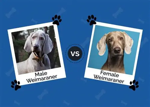 Kişi və Qadın Weimaraner: Əsas Fərqlər (Şəkillərlə)