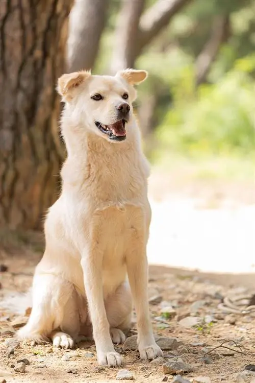 gos femella jindo assegut a terra