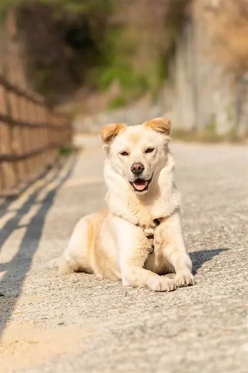 Gos Jindo al parc