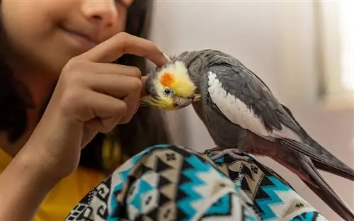 Hluas nkauj petting nws tus tsiaj cockatiel noog perched ntawm nws txhais ceg qhia cuteness thiab hlub