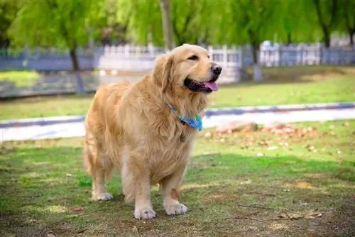 Goldichon (Golden Retriever & Bichon Frize Mix): Dog Breed Info & სურათები