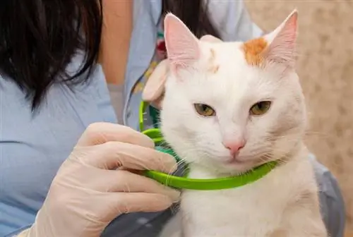 dona que porta el gat un collar de puces i paparres