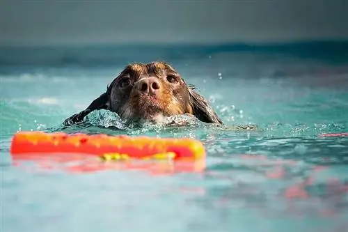 köpek yüzme