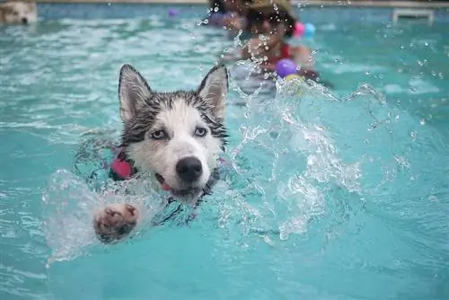 svømming av siberian husky