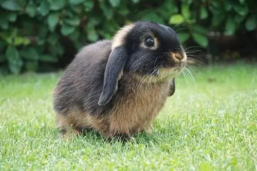 kelinci kerdil di padang rumput