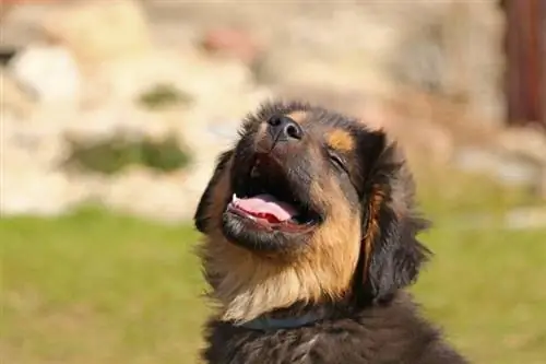 hondjie lag snaakse hond