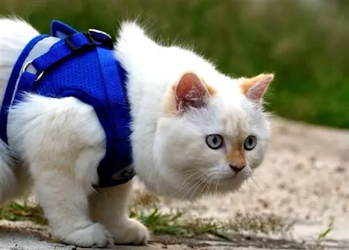 9 Rencana Harness Kucing DIY yang Dapat Anda Buat Hari Ini (dengan Gambar)