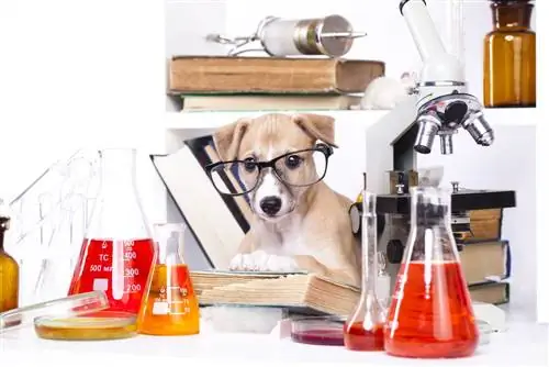 chemie pup