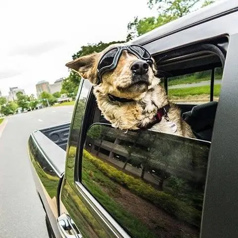 PETLESO Gafas para perros