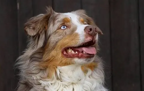 australianshepherd