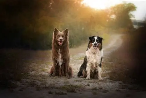 Ob hom australian shepherd_Medenka Nera_shutterstock