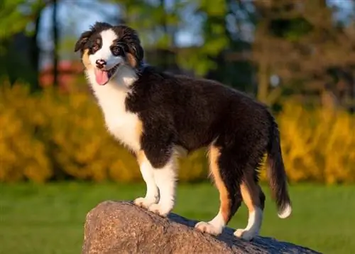 Aussie dog at meadow_DenisNata_shutterstock