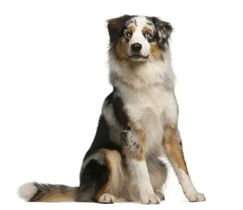 Australian Shepherd aub, 12 lub hlis_Eric Isselee_shtuterstock