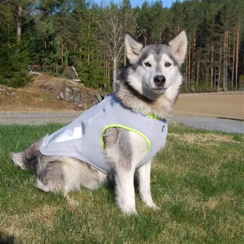 10 Meilleurs Gilets De Refroidissement Pour Chiens – 2023 Avis &