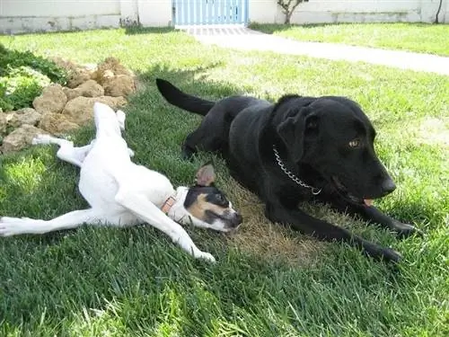 Twee honden op gras