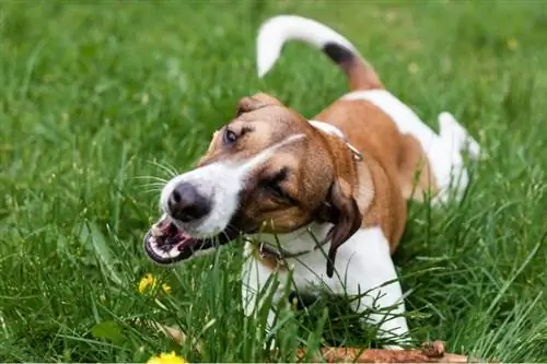 Waarom eten honden gras? (8 mogelijke redenen)