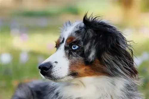 Australian Shepherd & Campuran Terrier Gandum Lapis Lembut