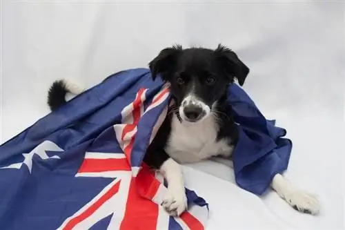 100+ Nama Anjing Australia: Ide untuk Dicintai & Anjing Pemberani