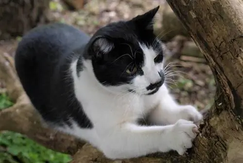 albero rampicante per gatti