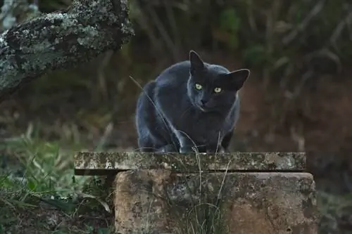 gato preto sentado ao ar livre