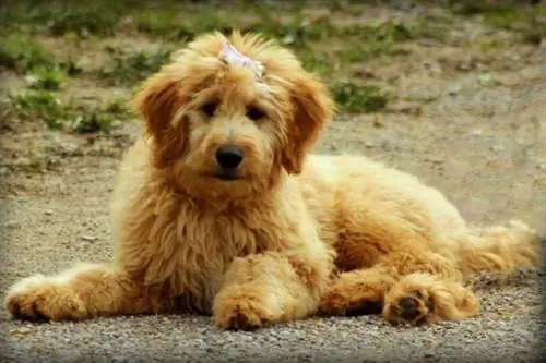 100+ Fluffy Dog Names: Soft, Cuddly & Shaggy Ideas