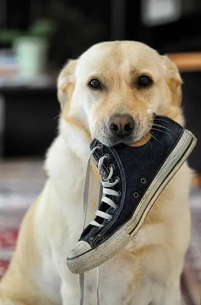 Labrador dengan sepatu