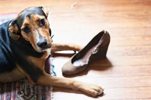 Honden stoppen met kauwen op schoenen: 10 eenvoudige trucs